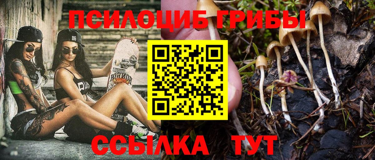 Галлюциногенные грибы Psilocybe Торжок